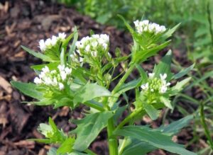 pennycress