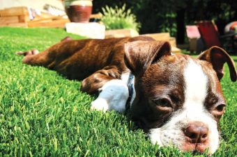 Pet-Friendly-Artificial-Turf-small